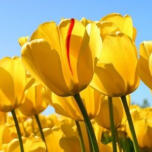 Meet your Posher, Sheri